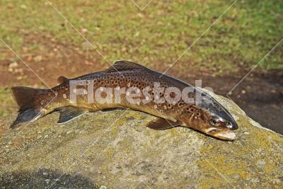 Common trout - A fished common trout lying on a stone