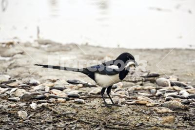 European magpie - A common or European magpie (Pica pica) with a fish in its beak