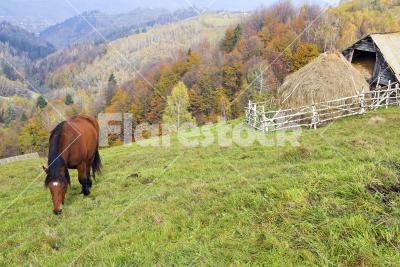 Lonely brown horse - A brown horse grazing on the mountain pasture