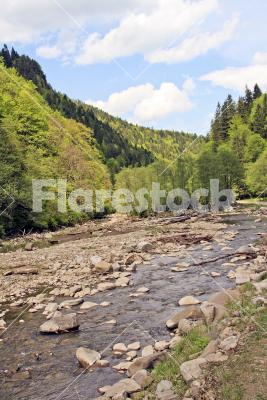 Mountain creek - View of a mountain creek with forest in the background