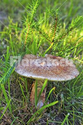 Parasol mushroom - Parasol mushroom (Macrolepiota procera) in the grass