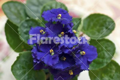 Saintpaulia - Close-up of a pot with blue Saintpaulia ionantha