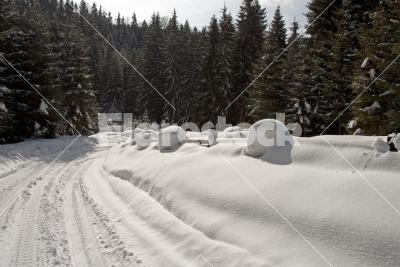 Snowy road among big pine-trees - A snowy road in the winter pine forest