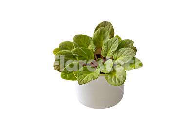 Without blossom - A pot of African violet before blossom isolated on white