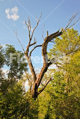 Without leaves - A bare tree among green, healthy ones