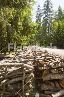 Wood pile - Wood pile in the forest